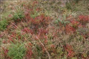 Foto SP_2008_09598: Herbsturlaub Schwarzwald / Black Forrest + Elsass / Alsace 21.09.2008 - 26.09.2008