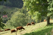 ID: 209: Herbsturlaub Schwarzwald / Black Forrest + Elsass / Alsace 21.09.2008 - 26.09.2008