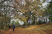 ID: 209: Burg Brandenburg / Lauchroeder / 19.10.2008