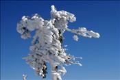 ID: 209: Rundgang / Fichtelberg / 29.12.2008
