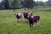 ID: 209: Himmelfahrtsurlaub 2009 in der Eifel / Ascension Day vacation in the Eifel area 2009
