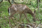 ID: 209: Shenandoah National Park / Luray, VA / 07.05.2010