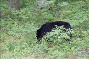 ID: 209: Shenandoah National Park / Luray, VA / 07.05.2010