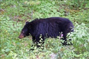 ID: 209: Shenandoah National Park / Luray, VA / 07.05.2010