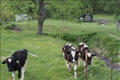 ID: 209: Cattle / Elkins, WV / 08.05.2010