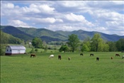 ID: 209: Pferde / Elkins, WV / 08.05.2010