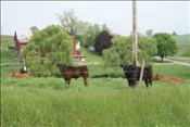 ID: 209: Reisen / USA / Sommer 2010