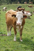 ID: 209: Weidevieh / Eng / 14.09.2010
