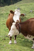 ID: 209: Weidevieh / Eng / 14.09.2010