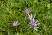ID: 209: Eckbauer / Garmisch-Partenkirchen / 15.09.2010