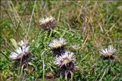 ID: 209: Silberdisteln / Elmau / 15.09.2010