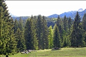 ID: 209: Elmauer Alm / Elmau / 18.05.2011