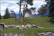 ID: 209: Lautersee / Mittenwald / 18.05.2011