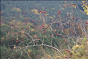 ID: 209: Dahner Rundwanderweg / Dahn / 30.11.2011