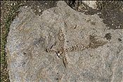 ID: 209: Lam / 26.04.2012