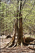 ID: 209: Bayerisch Eisenstein / 28.04.2012
