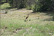 Foto SP_2013_05325: Isar-Natur-Erlebnisweg / Kruen / 03.05.2013