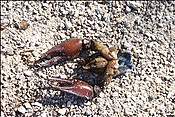 ID: 209: Barmsee und Grubsee / Kruen / 06.05.2013