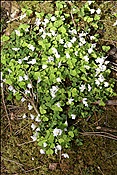 ID: 209: Barmsee und Grubsee / Kruen / 06.05.2013