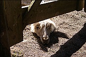 ID: 209: Kaserhof / Oberbozen / 13.05.2013
