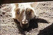 ID: 209: Kaserhof / Oberbozen / 13.05.2013