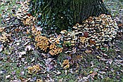 ID: 209: Park Sanssouci / Potdsdam / 11.10.2013