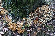 ID: 209: Park Sanssouci / Potdsdam / 11.10.2013