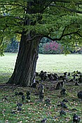 ID: 209: Park Sanssouci / Potdsdam / 11.10.2013
