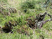 Foto SP_2014_05109: Rundwanderung / Sachsengrund / 04.05.2014