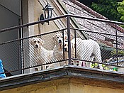 Foto SP_2014_05159: Wanderung / Lodenice - Karlstejn - Lodenice / 08.05.2014