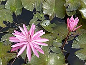 ID: 209: Botanischer Garten / Santo Domingo / 11.06.2014
