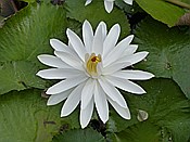 ID: 209: Botanischer Garten / Santo Domingo / 11.06.2014