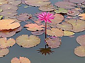 ID: 209: Botanischer Garten / Santo Domingo / 11.06.2014