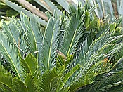 ID: 209: Botanischer Garten / Santo Domingo / 11.06.2014