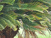 ID: 209: Botanischer Garten / Santo Domingo / 11.06.2014
