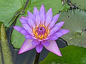 ID: 209: Botanischer Garten / Santo Domingo / 11.06.2014