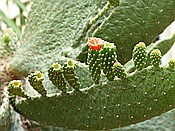 ID: 209: Botanischer Garten / Santo Domingo / 11.06.2014