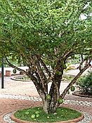 ID: 209: Botanischer Garten / Santo Domingo / 11.06.2014