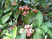 ID: 209: Botanischer Garten / Santo Domingo / 11.06.2014