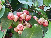 ID: 209: Botanischer Garten / Santo Domingo / 11.06.2014