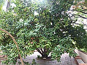 ID: 209: Botanischer Garten / Santo Domingo / 11.06.2014