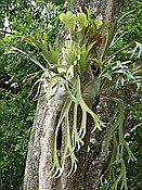 ID: 209: Botanischer Garten / Santo Domingo / 11.06.2014