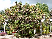 ID: 209: Botanischer Garten / Santo Domingo / 11.06.2014