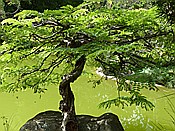 ID: 209: Botanischer Garten / Santo Domingo / 11.06.2014