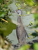 ID: 209: Botanischer Garten / Santo Domingo / 11.06.2014