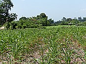 ID: 209: Tour / Jarabacoa / 11.06.2014