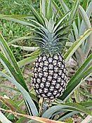 ID: 209: Rancho Baiguate / Jarabacoa / 11.06.2014