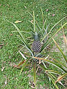 ID: 209: Rancho Baiguate / Jarabacoa / 11.06.2014
