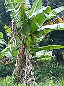 ID: 209: Rancho Baiguate / Jarabacoa / 11.06.2014