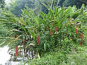 ID: 209: Rancho Baiguate / Jarabacoa / 11.06.2014